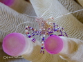   Spotted Anemone Cleaner ShrimpCanon 7D 100mm macro 10 diopterBonaire  